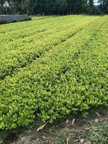 乒乓球台分线